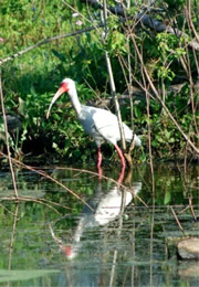 Eudocimus albus - White Ibis