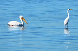 Pelecanus erythrorhynchos - American White Pelican