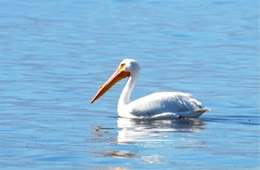 Pelecanus erythrorhynchos - American White Pelican