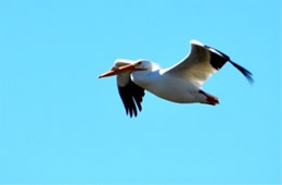 Pelecanus erythrorhynchos - American White Pelican