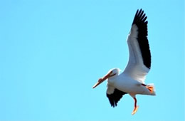 Pelecanus erythrorhynchos - American White Pelican