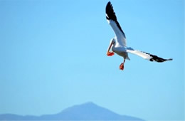 Pelecanus erythrorhynchos - American White Pelican