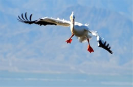 Pelecanus erythrorhynchos - American White Pelican