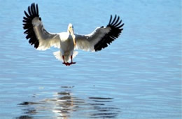 Pelecanus erythrorhynchos - American White Pelican