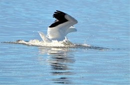 Pelecanus erythrorhynchos - American White Pelican