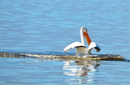 Pelecanus erythrorhynchos - American White Pelican