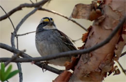 Zonotrichia albicollis - White-throated Sparrow