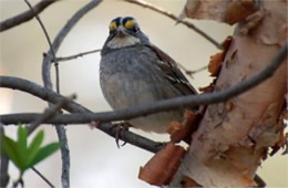 Zonotrichia albicollis - White-throated Sparrow