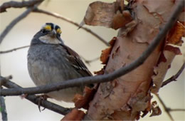 Zonotrichia albicollis - White-throated Sparrow