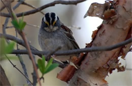 Zonotrichia albicollis - White-throated Sparrow