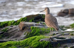 Tringa semipalmata  - Willet