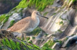 Tringa semipalmata  - Willet