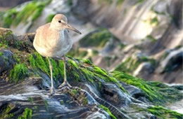 Tringa semipalmata  - Willet