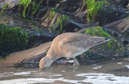 Tringa semipalmata  - Willet