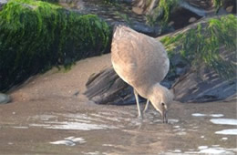 Tringa semipalmata  - Willet