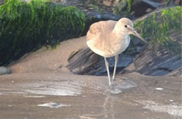 Tringa semipalmata  - Willet