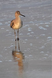 Tringa semipalmata  - Willet