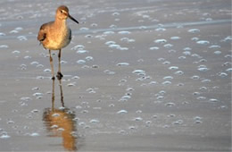 Tringa semipalmata  - Willet