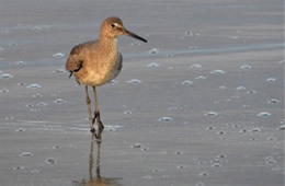 Tringa semipalmata  - Willet