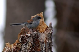 Junco phaeonotus - Yellow-eyed Junco