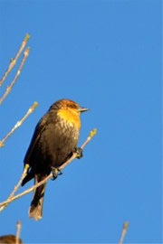 Xanthocephalus xanthocephalus - Yellow-headed Blackbird