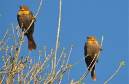 Xanthocephalus xanthocephalus - Yellow-headed Blackbird