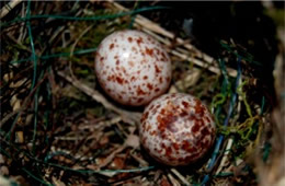 Dendroica petechia - Yellow Warbler Eggs