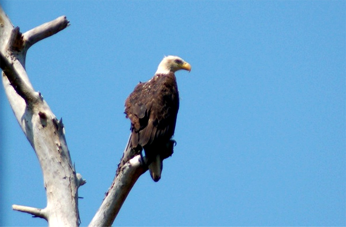 Haliaeetus leucocephalus Bald Eagle
