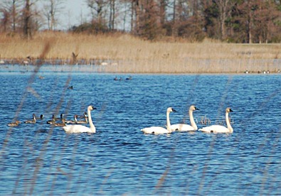 migratory birds