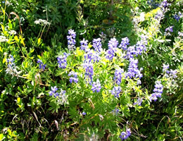 Mount Ranier Wildflowers