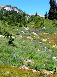 Mount Ranier Wildflowers