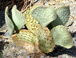 Prickly Pear Cactus