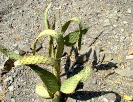 Prickly Pear Cactus