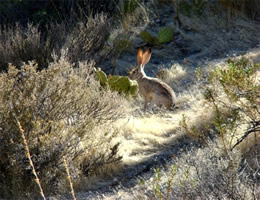 Red Rocks Nevada Desert Hare