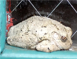 Hyla - Gray Tree Frog