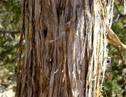 Red Rocks Nevada Juniper Bark