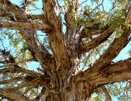 Red Rocks Nevada Juniper Bark