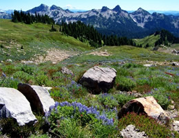 Mount Ranier in July