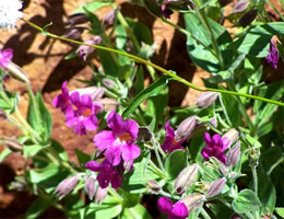 Mount Ranier Wildflowers