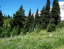 Mount Ranier Trees