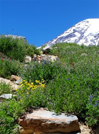 Mount Ranier Wildflowers