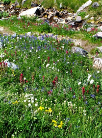 Mount Ranier Wildflowers