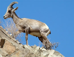 Mountain Goat