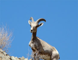 Mountain Goat