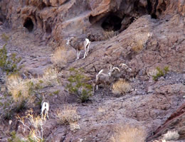 Mountain Goats