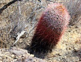 Red Barrell Cactus