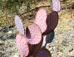 Prickly Pear Cactus