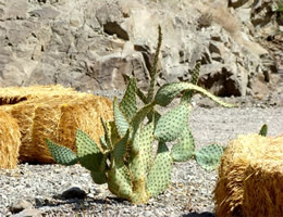 Prickly Pear Cactus