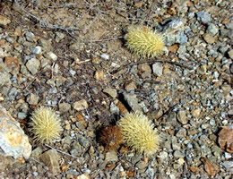 Teddy Bear Cholla Dropped Stems