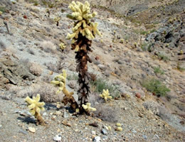 Teddy Bear Cholla